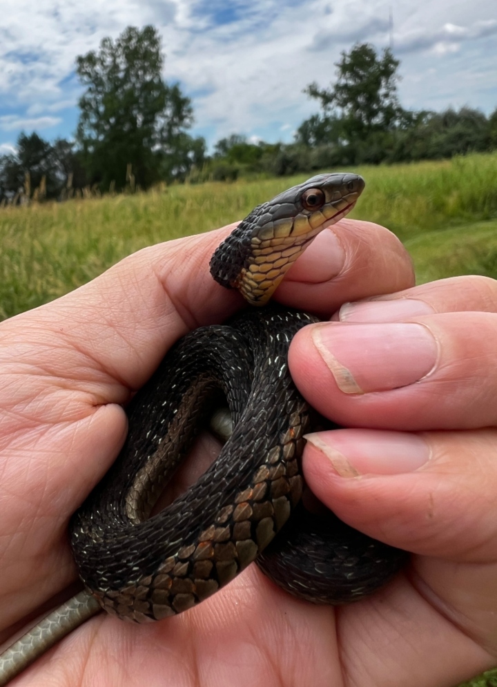 Eastern Garter Snake